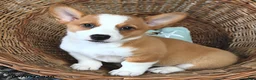 Welsh Corgi Pembroke dogs for sale: Rosie  - Ad 4