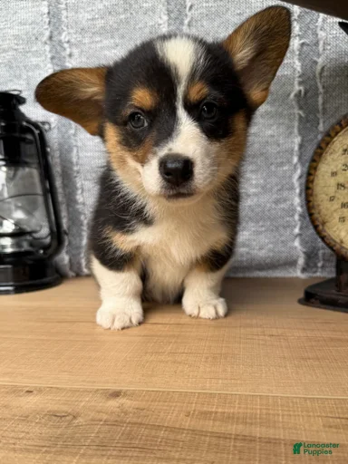 Gallery Image {{count}}