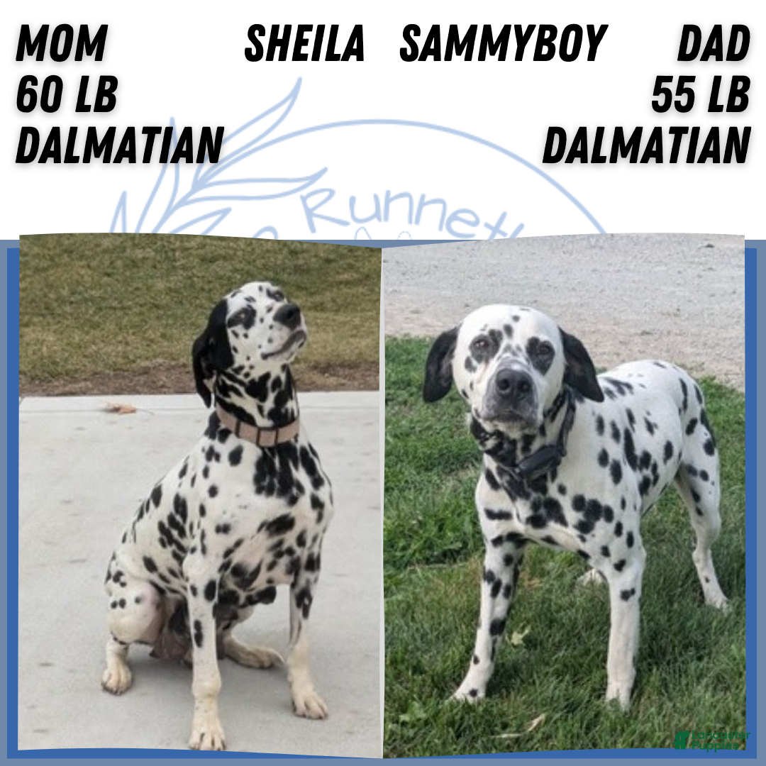 Dalmatian dogs for sale: Penny  - Ad 11