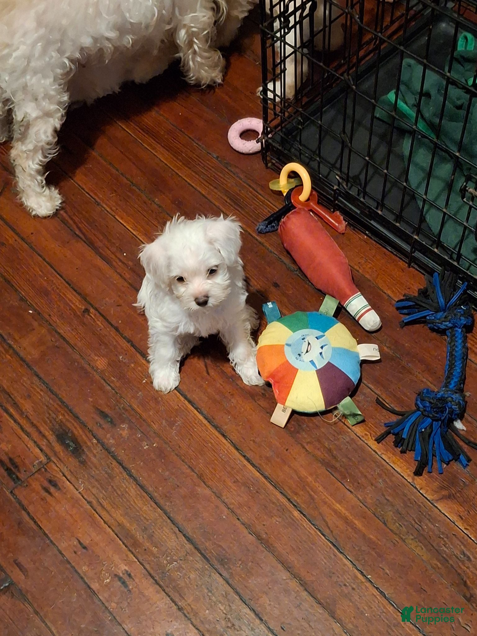 Yorkiepoo dogs Yorkiepoo 2 - Ad 36