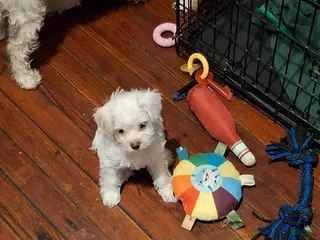 Yorkiepoo dogs Yorkiepoo 2 - Ad 36