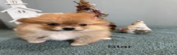 Pomeranian dogs for sale: Star - Ad 2