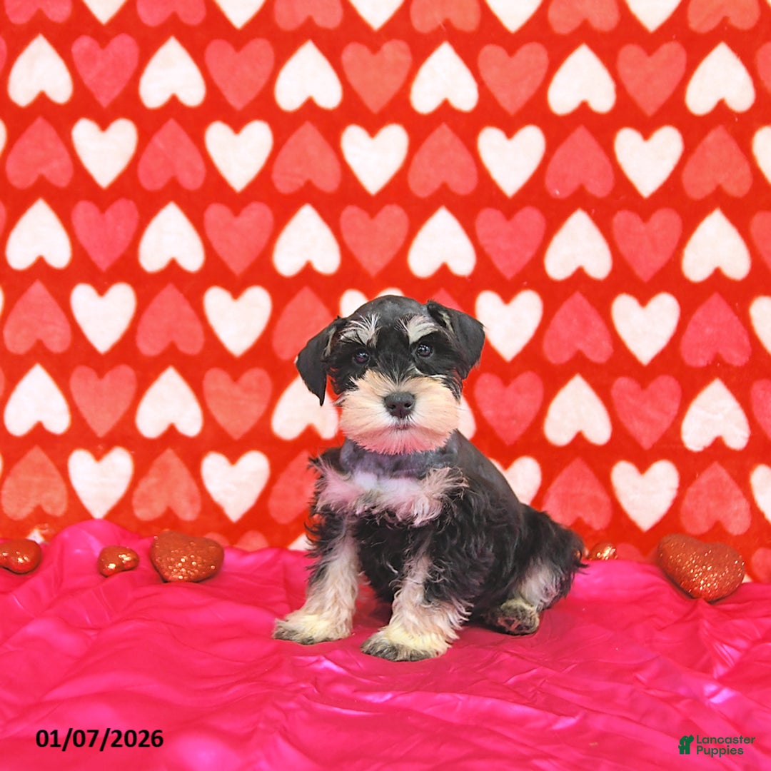 Miniature Schnauzer dogs for sale: Clark - Ad 2