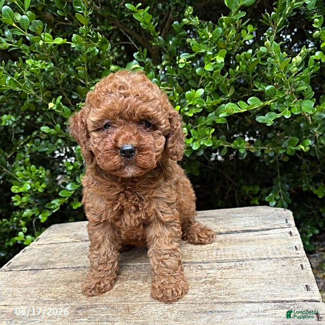 Cockapoo dogs Zoey - Ad 1