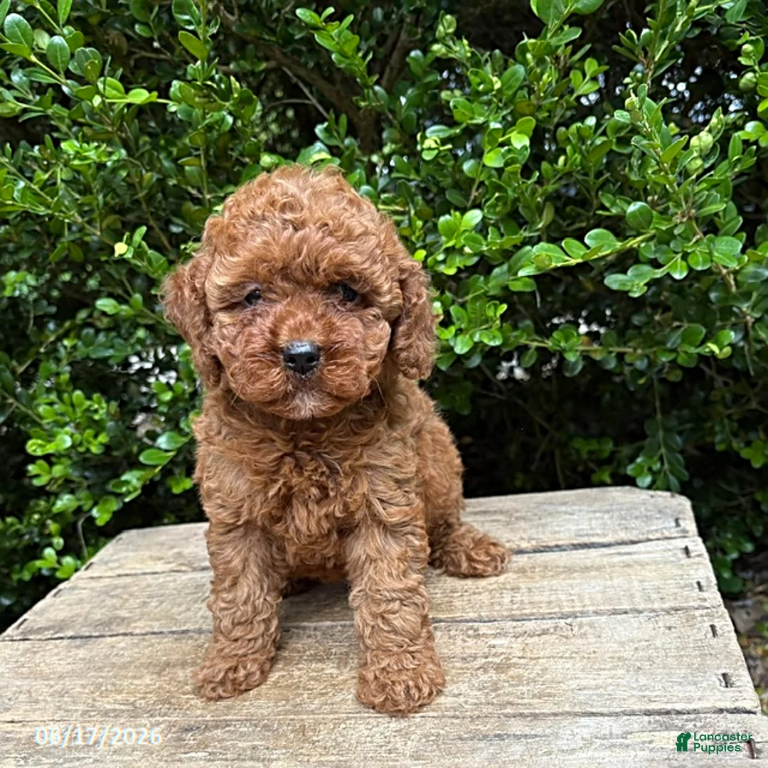 Cockapoo dogs for sale: Zoey - Ad 1