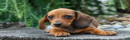Miniature Dachshund dogs for sale: Sweet Pea 🎀 - Ad 16