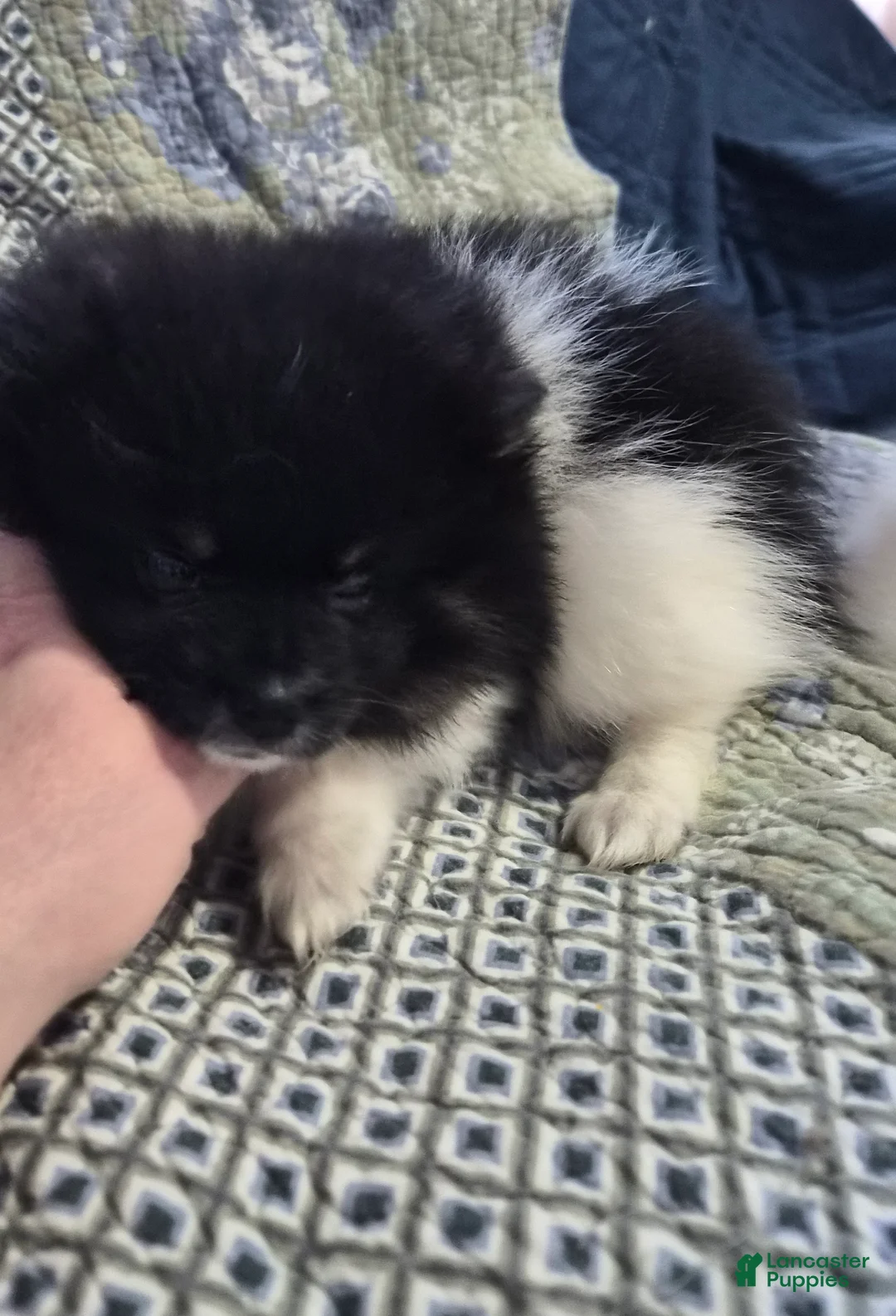 Pomeranian dogs for sale: Frito - Ad 2