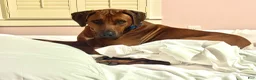 Rhodesian Ridgeback dogs for sale: Rhodesian Ridgeback Puppy 4 - Ad 3