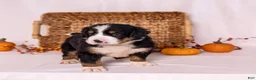 Bernese Mountain Dog dogs for sale: Robbie - Ad 3