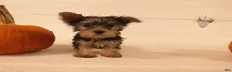 Yorkshire Terrier dogs for sale: Ruby - Ad 4