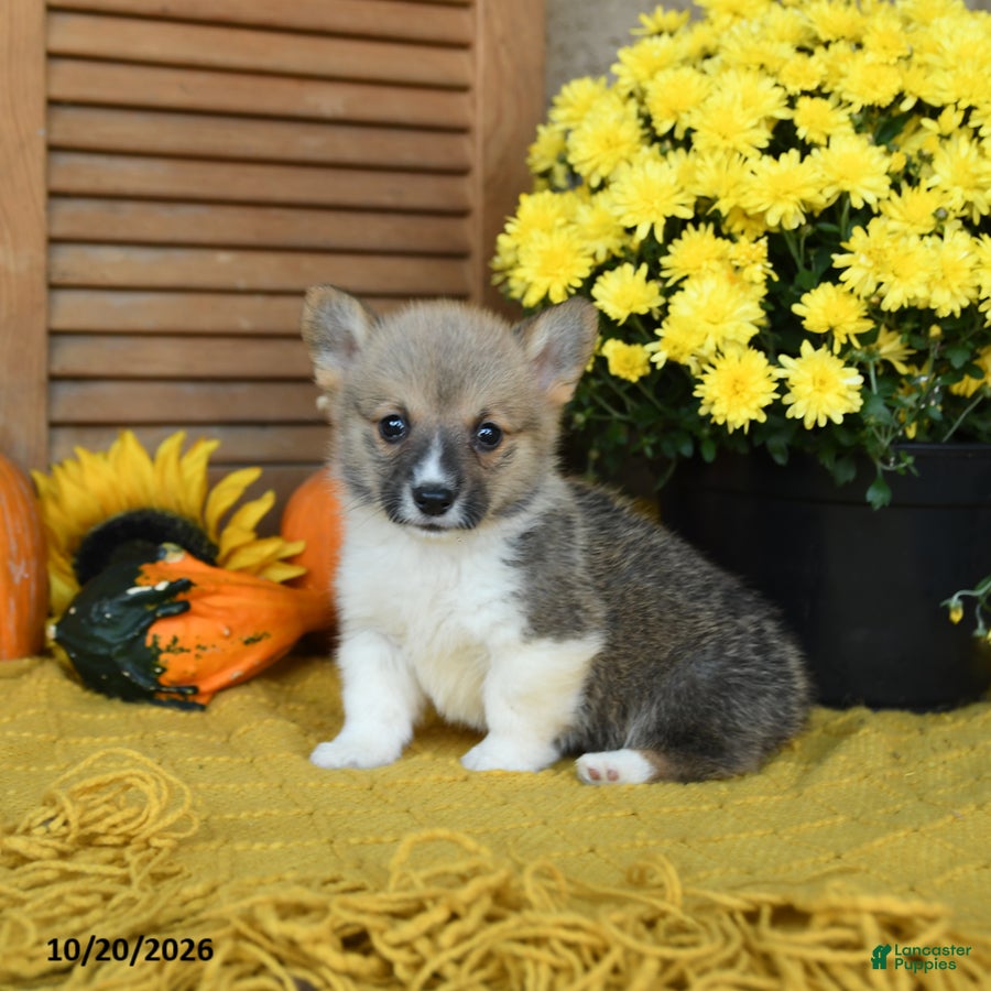 Welsh Corgi Pembroke dogs for sale: Dunkin - Ad 2