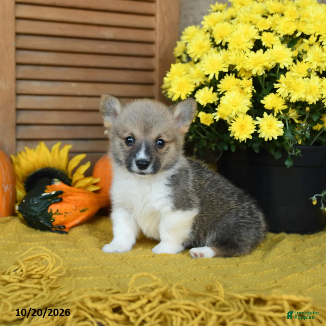 Welsh Corgi Pembroke dogs for sale: Dunkin - Ad 2