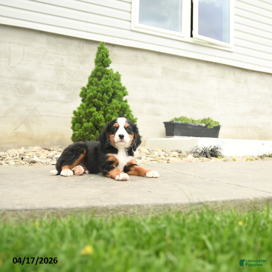 Miniature Bernese Mountain Dog dogs Clinton - Ad 2