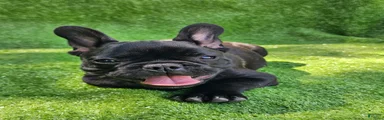 Guava