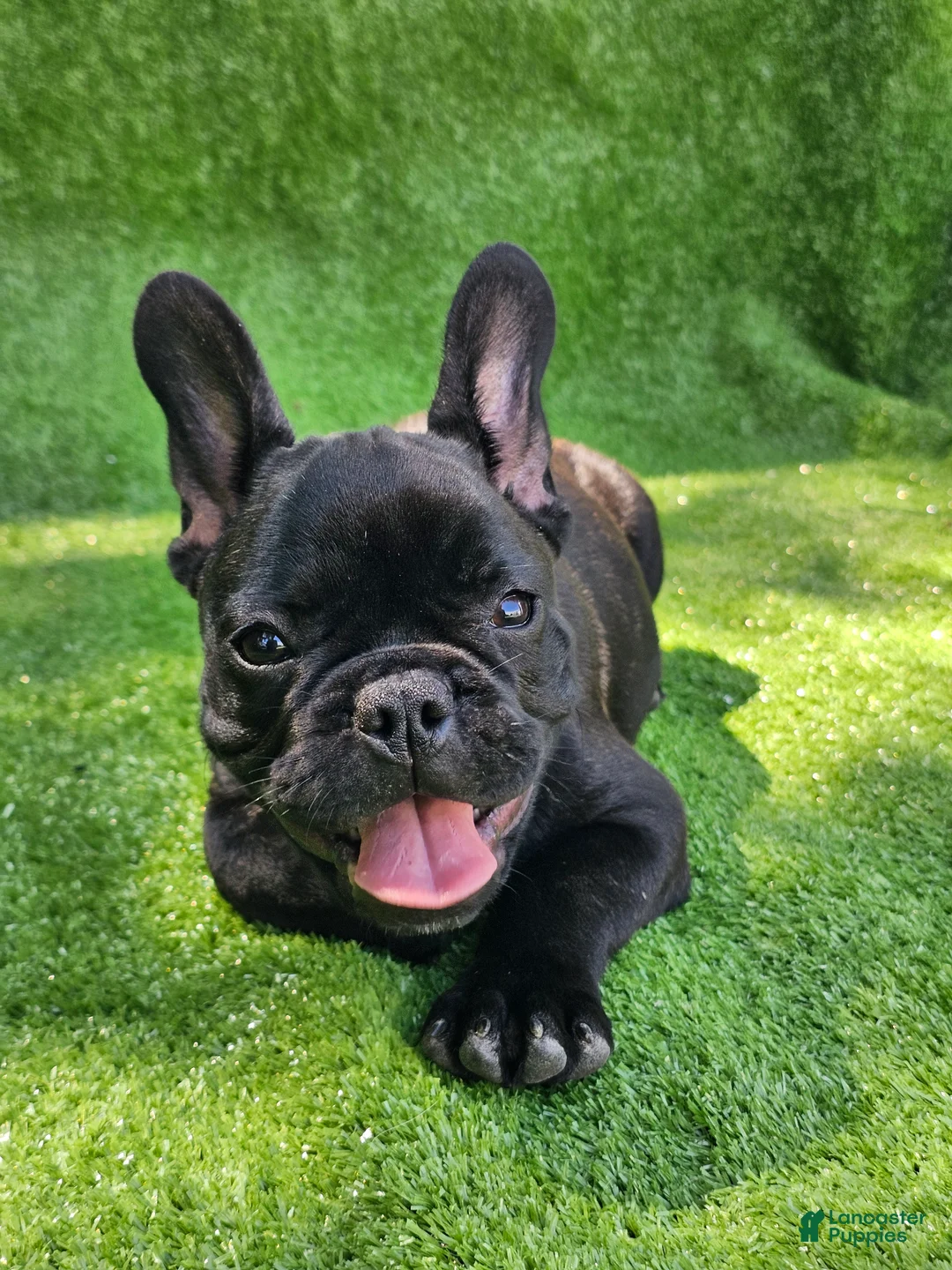 French Bulldog dogs for sale: Guava - Ad 1