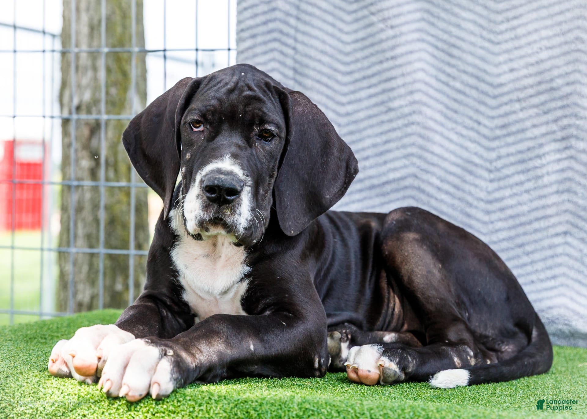 Great Dane dogs Kathy - Ad 9