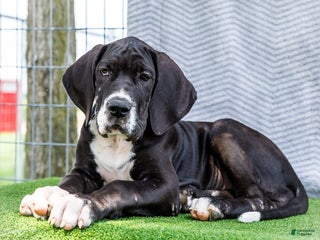 Great Dane dogs Kathy - Ad 14