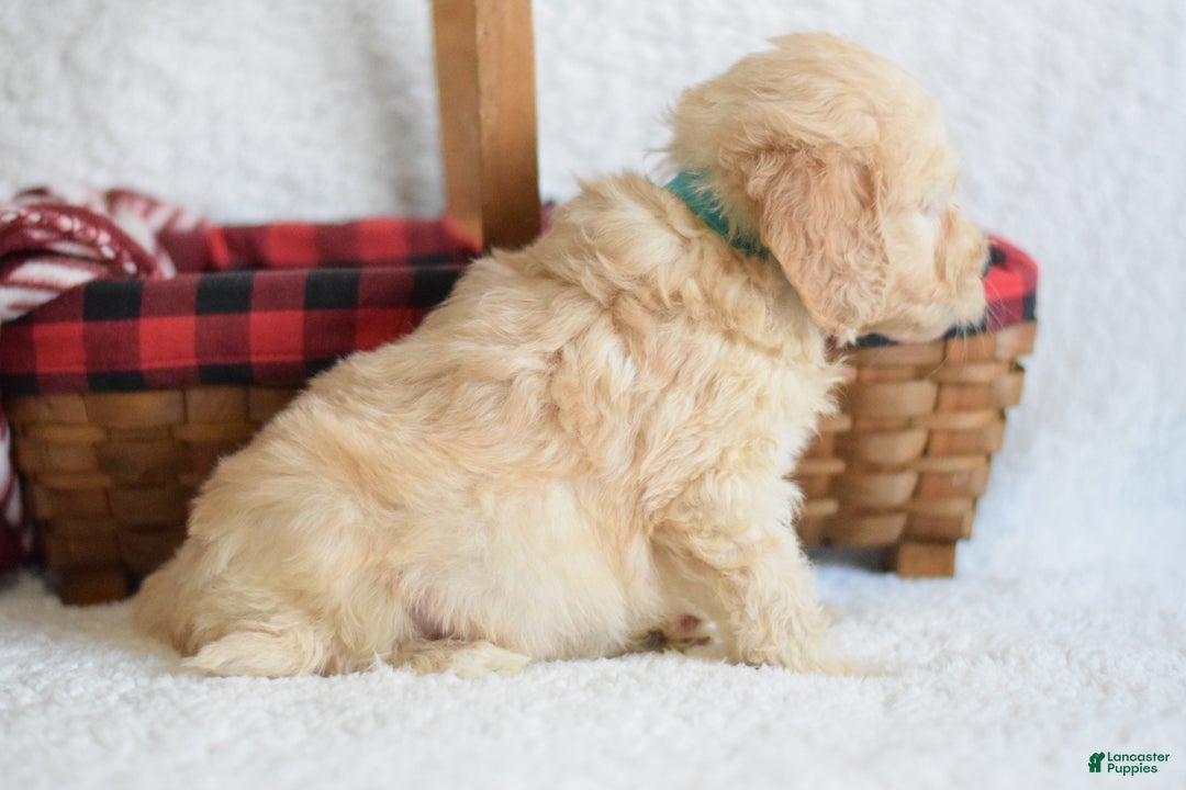 Goldendoodle dogs for sale: Goldendoodle Puppy 6 - Ad 5