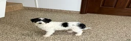 Havapoo dogs for sale: Norm - Ad 9