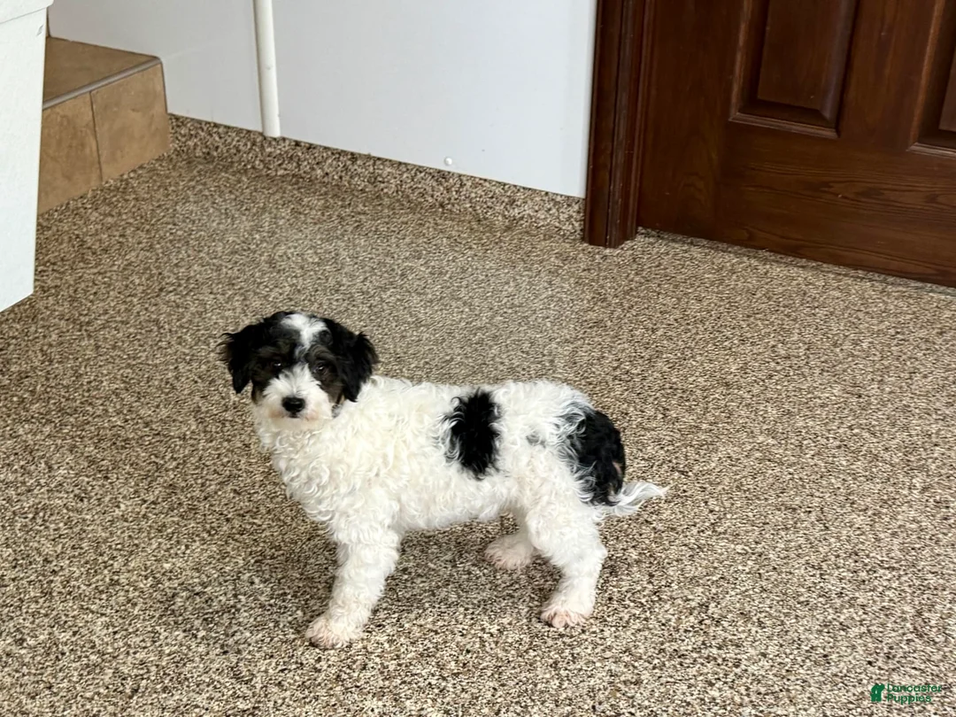 Havapoo dogs for sale: Norm - Ad 9