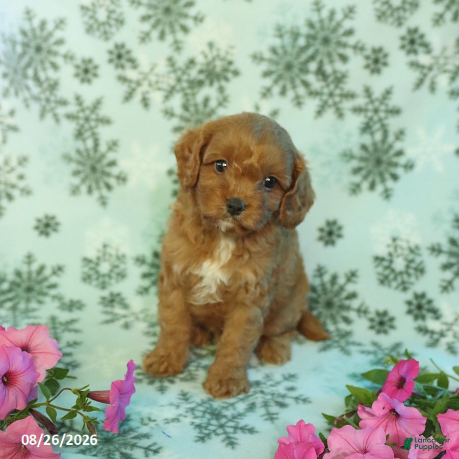 Cavapoo dogs for sale: Foxy - Ad 4