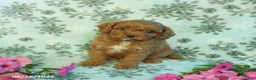 Cavapoo dogs for sale: Foxy - Ad 1