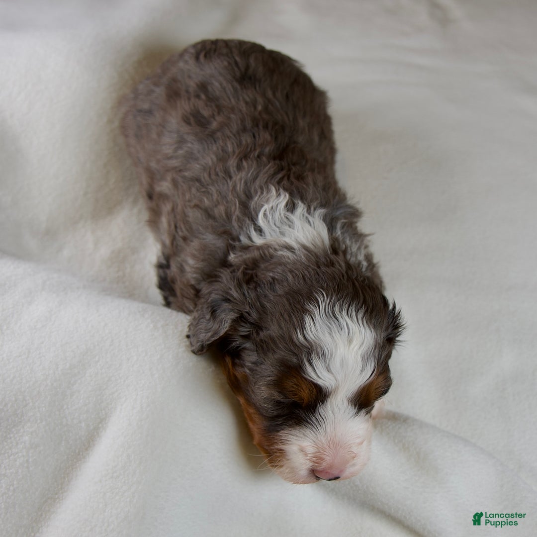 Mini Bernedoodle dogs for sale: Glory Girl - Ad 3