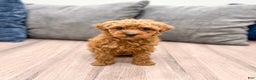 Toy Poodle dogs for sale: Honey - Ad 1