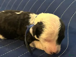Sheepadoodle dogs for sale: Ringo - Ad 3