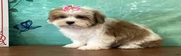 Teddy Bear dogs for sale: Nellie - Ad 3