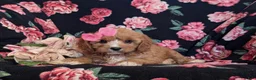 Cavapoo dogs for sale: Christi - Ad 5