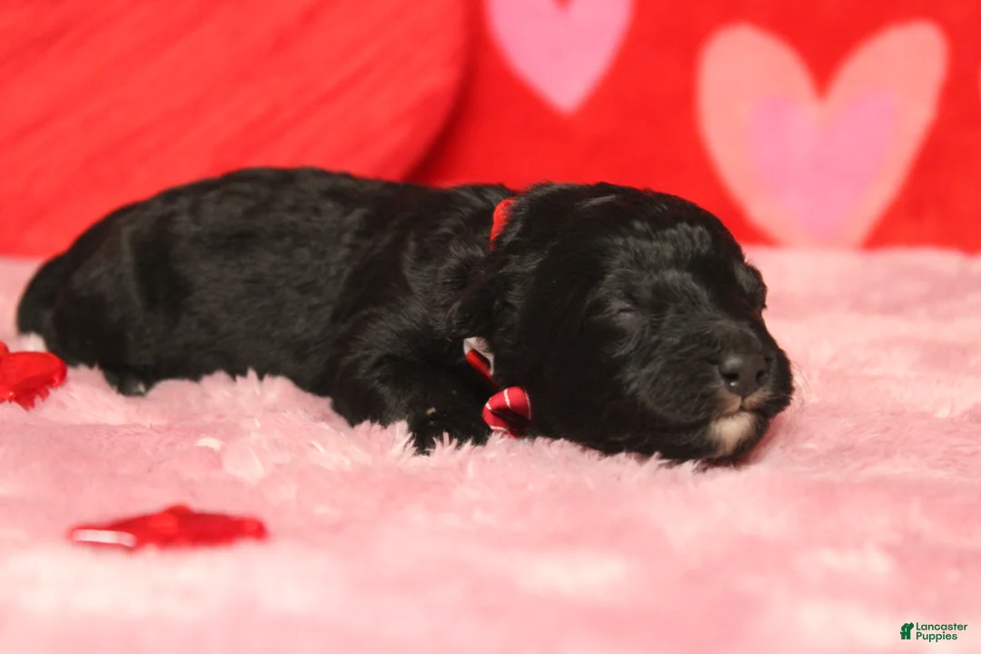 Mixed Breed dogs for sale: Babe - Ad 3