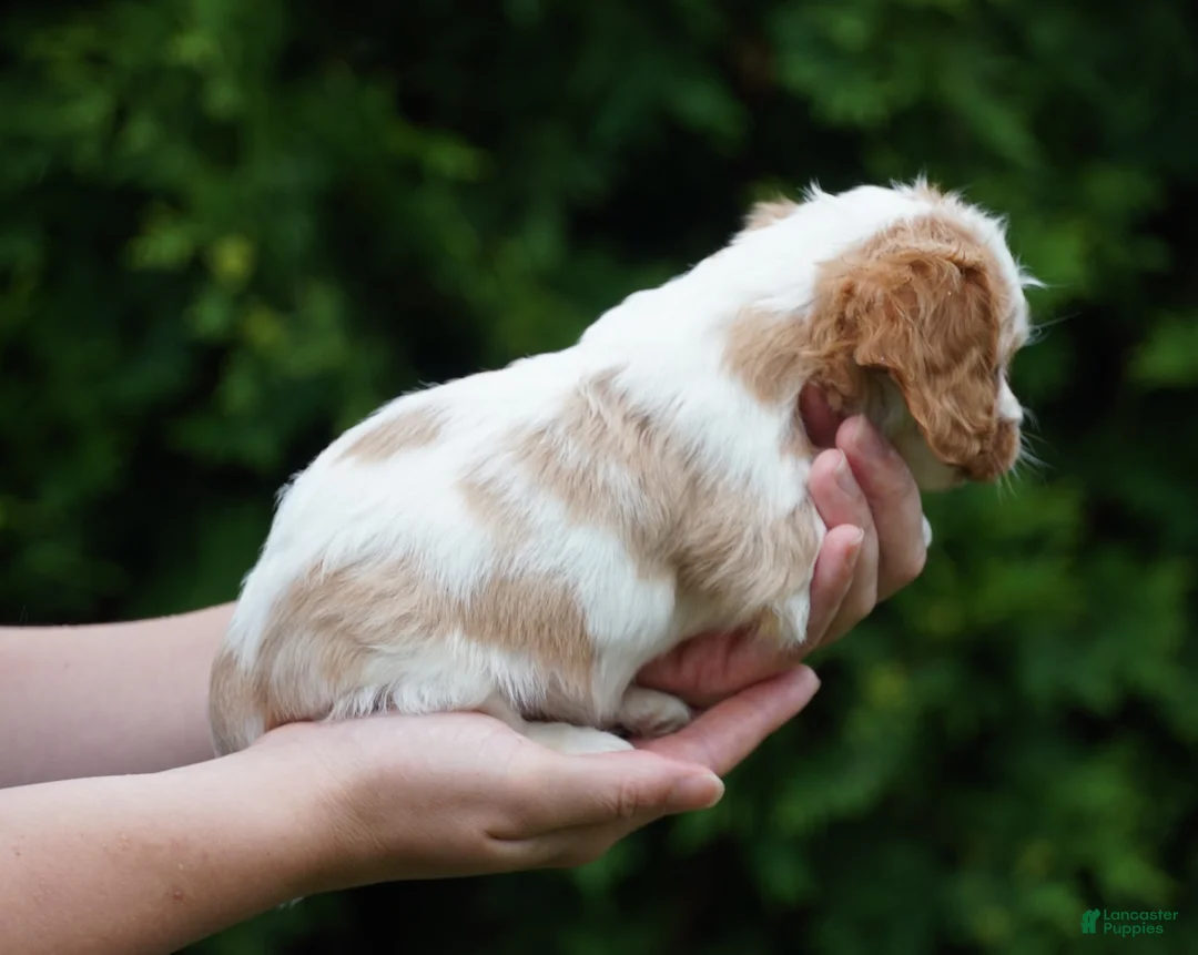 Cavachon dogs for sale: Shady - Ad 2