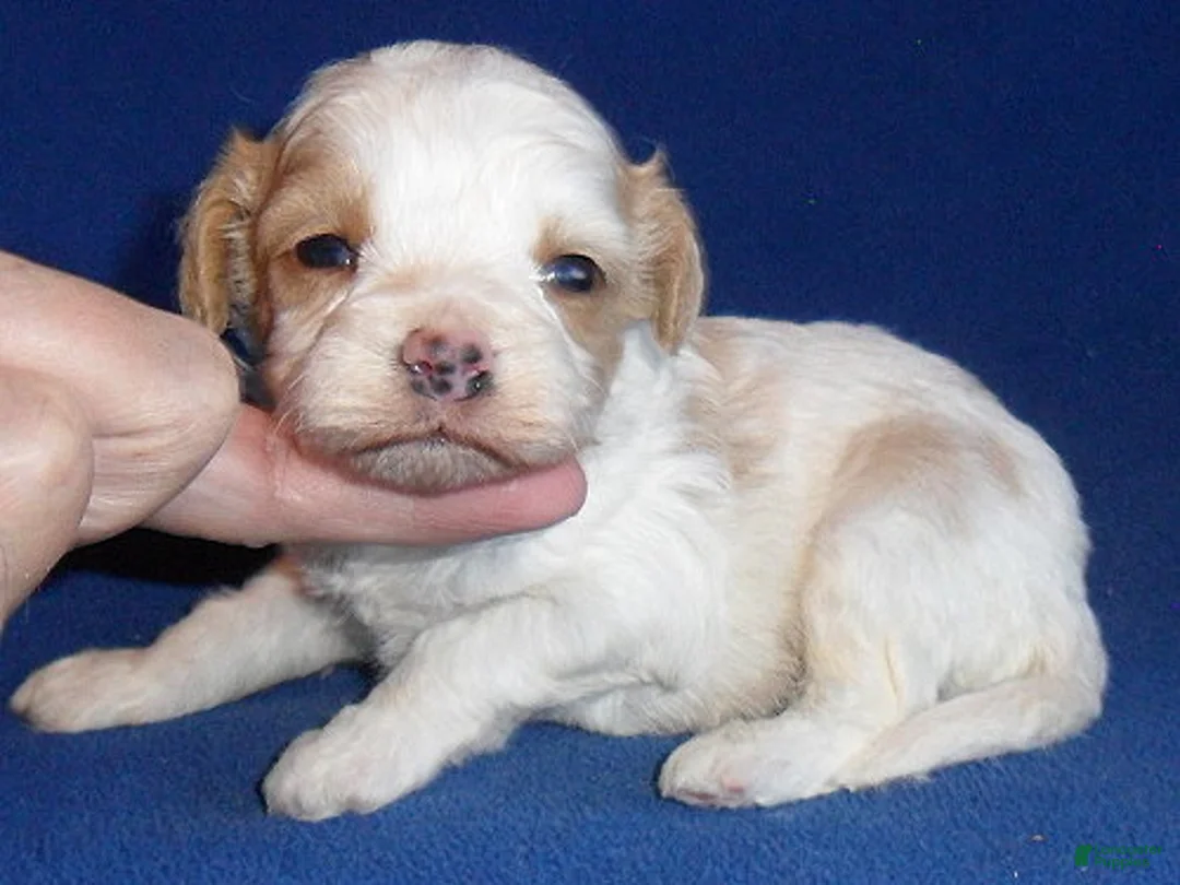 Cockapoo dogs for sale: Darby - Ad 1