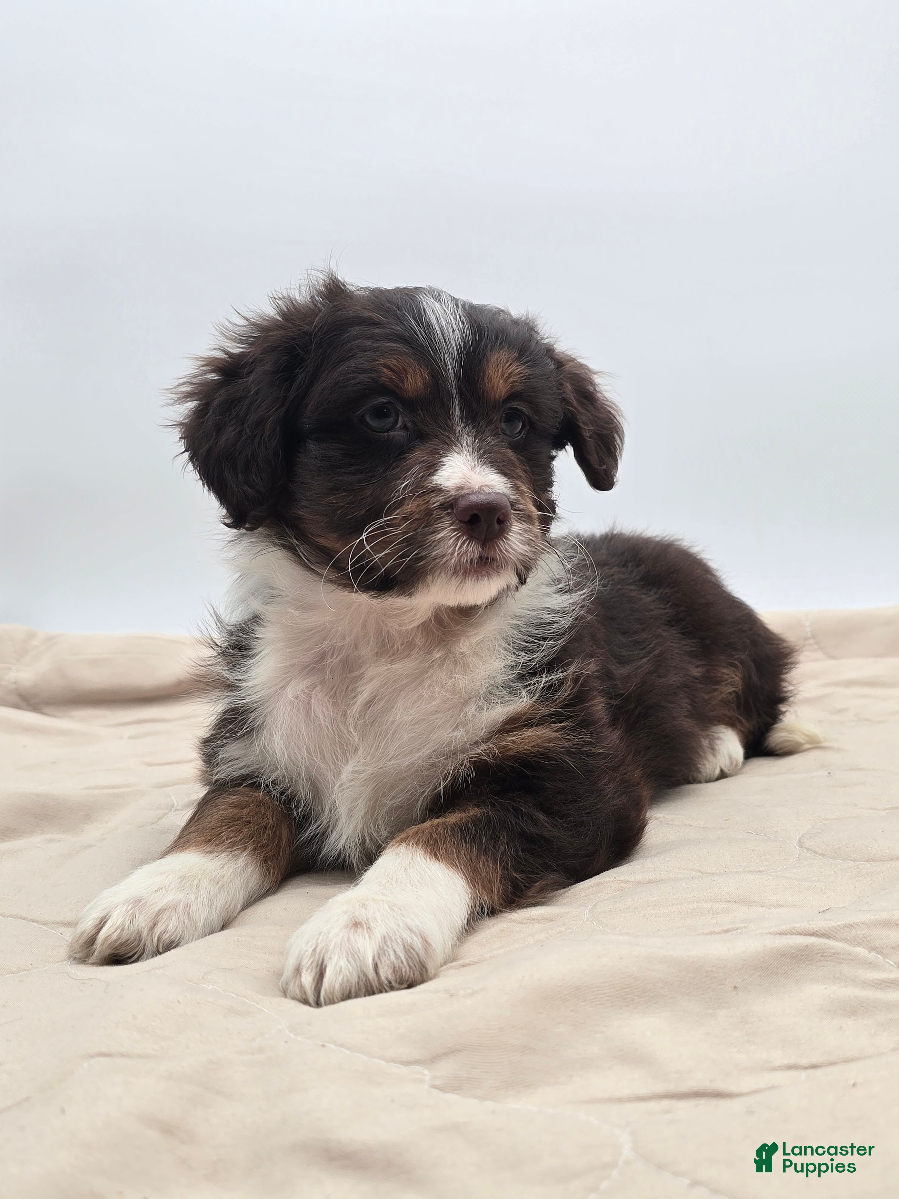 Aussiedoodle dogs Joey - Ad 1