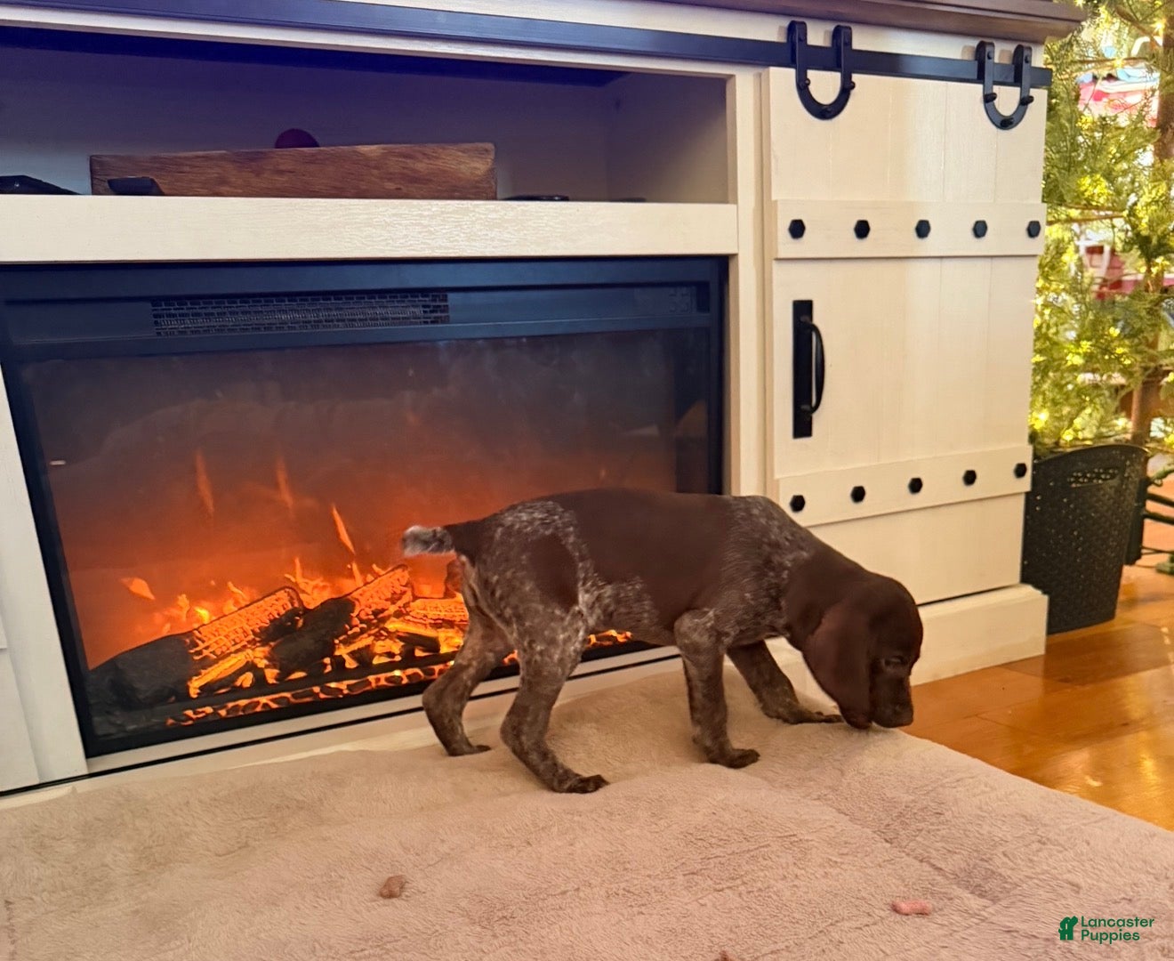 German Shorthaired Pointer dogs for sale: Birdie  - Ad 2