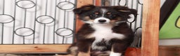 Miniature Australian Shepherd dogs for sale: Stella - Ad 2
