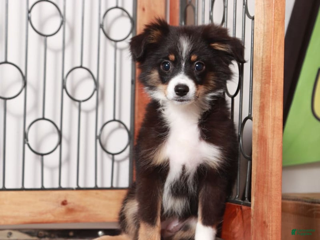 Miniature Australian Shepherd dogs for sale: Stella - Ad 2