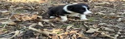 Border Collie dogs for sale: Sage - Ad 4
