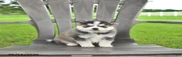 Pomsky dogs for sale: Andre - Ad 2