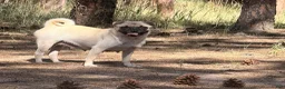 Pug dogs for sale: Haven - Ad 5