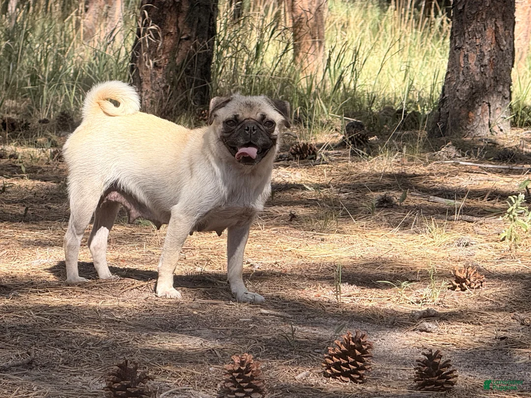 Pug dogs for sale: Haven - Ad 5