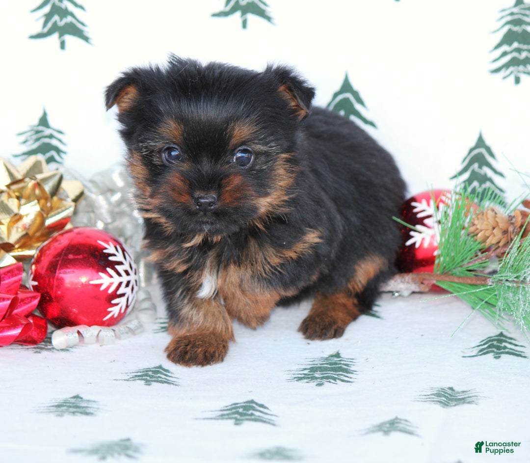 Yorkshire Terrier dogs for sale: Twix - Ad 3