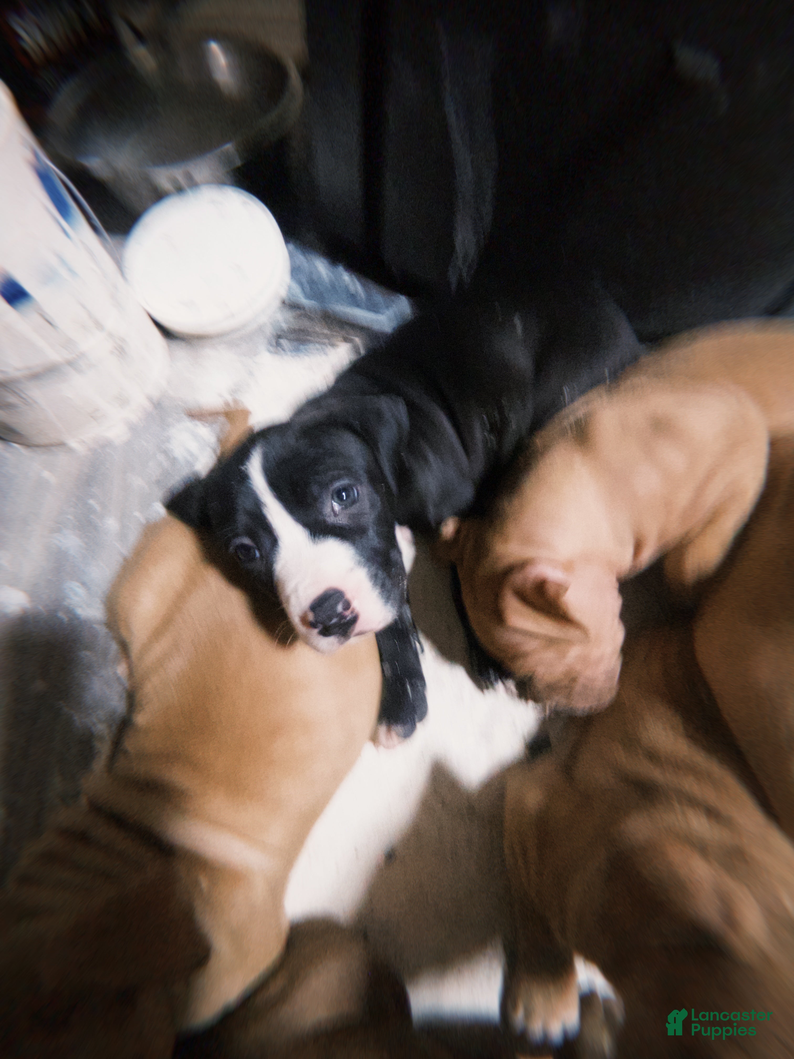 American Pit Bull Terrier dogs American Pit Bull Terrier Puppy 3 - Ad 39