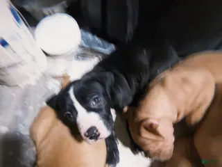 American Pit Bull Terrier dogs American Pit Bull Terrier Puppy 3 - Ad 39