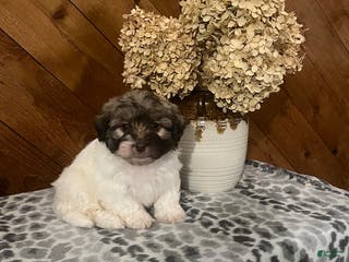 Havanese dogs Ivan - Ad 17