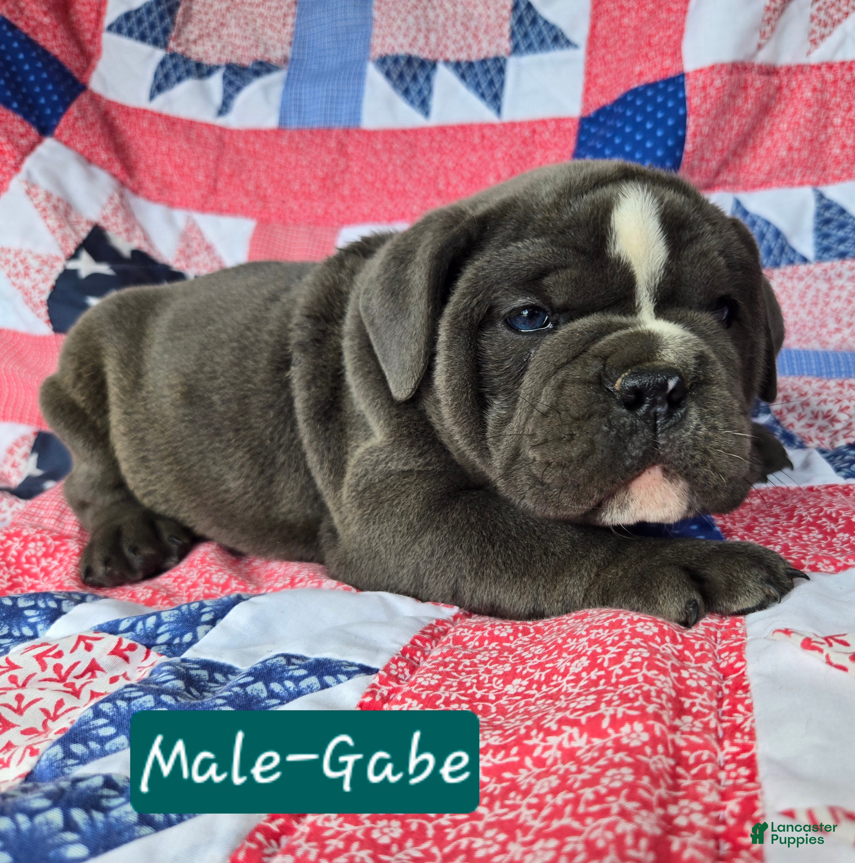 Olde English Bulldogge dogs Gabe - Ad 2