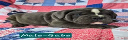 Olde English Bulldogge dogs for sale: Gabe - Ad 2