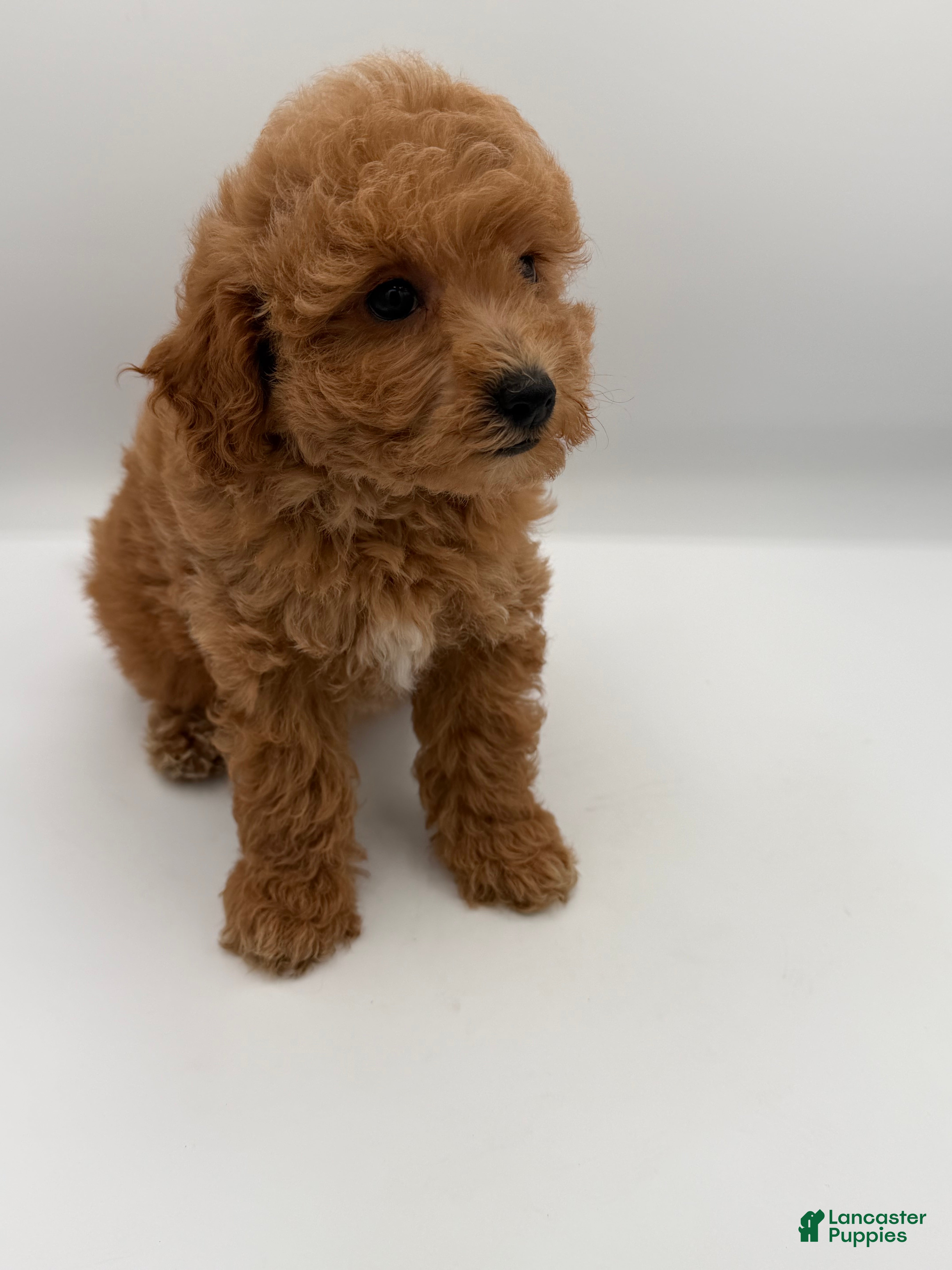 Mini Goldendoodle dogs for sale: beau - Ad 2
