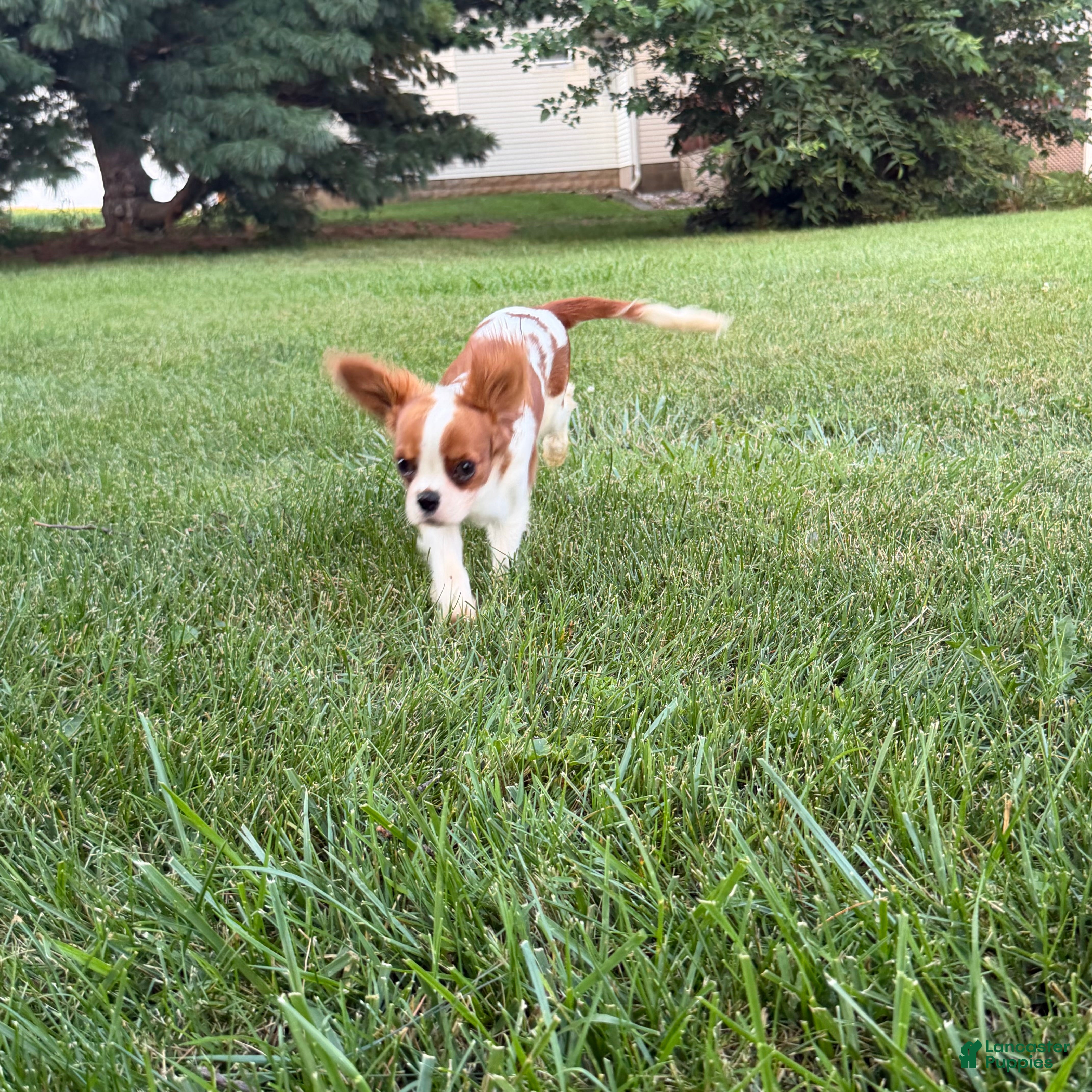 Cavalier King Charles Spaniel dogs Liam Cavalier King Charles Spaniel Puppy  - Ad 2
